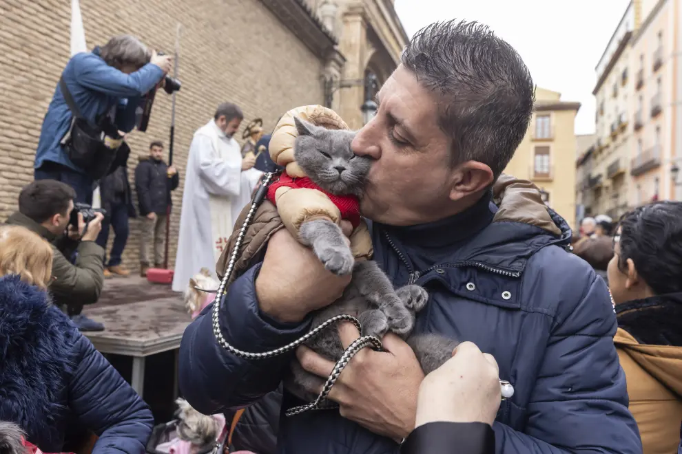 Bendición de animales por San Antón en la iglesia de San Pablo, en Zaragoza