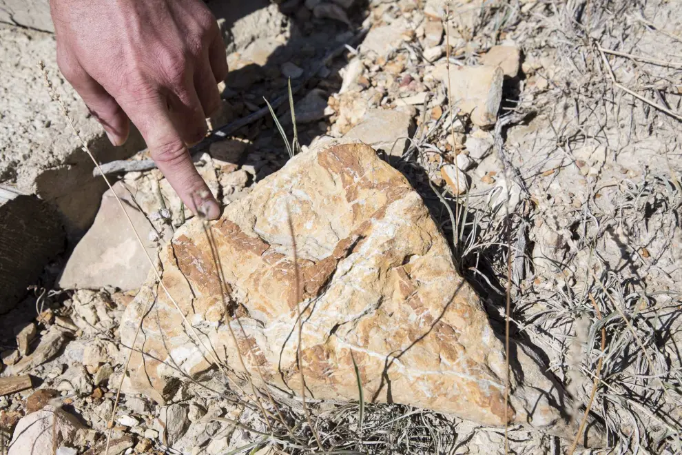 Yacimiento de Megaplanolites ibericus, que ha puesto a Bueña en el mapa paleontológico europeo