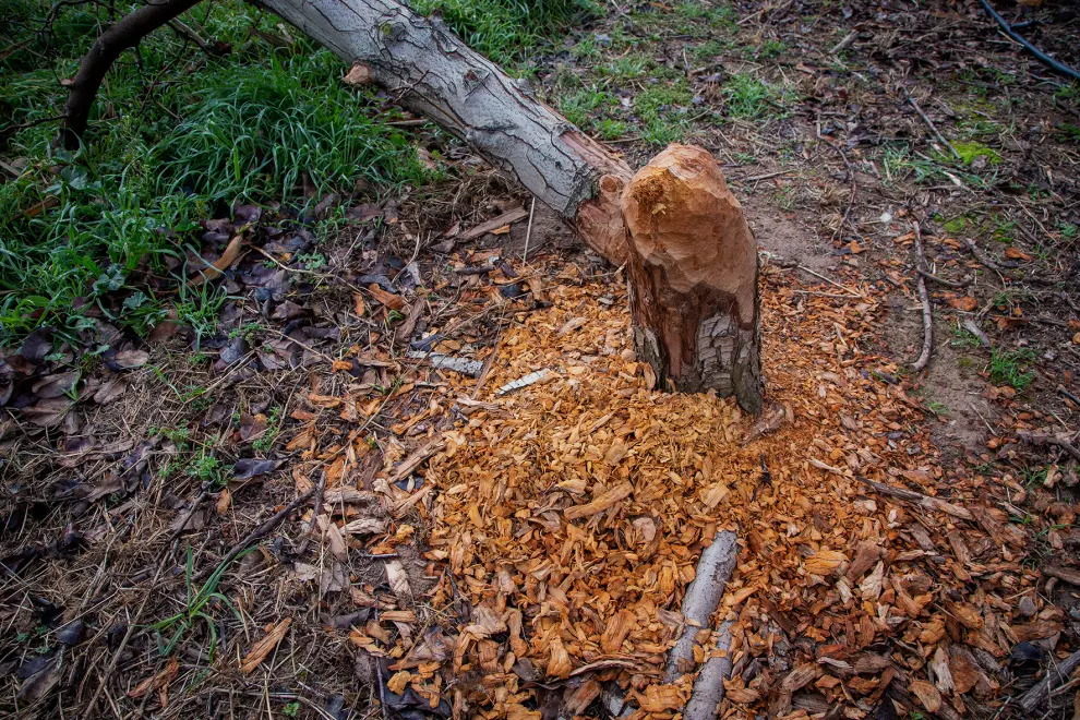 Imágenes de los frutales dañados por los castores, que se alimentan de la corteza de los árboles.