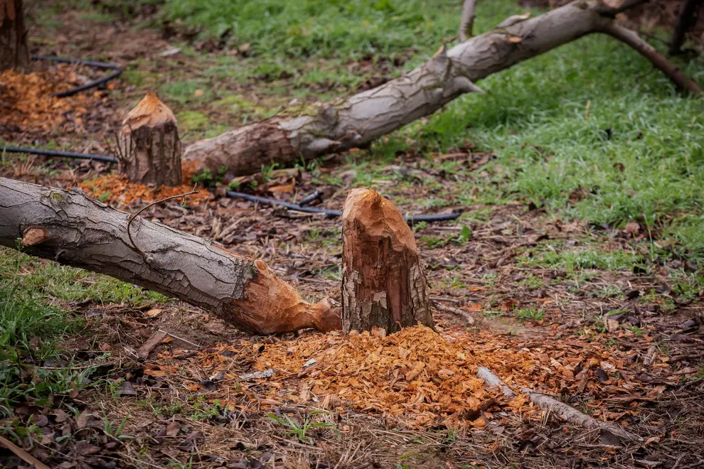 Imágenes de los frutales dañados por la mordedura de los castores, que se alimentan de cortezas de los árboles.