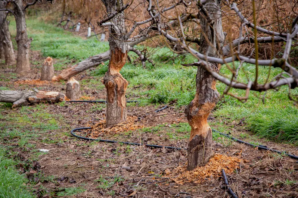 Los castores han causado numerosos daños en los árboles frutales.