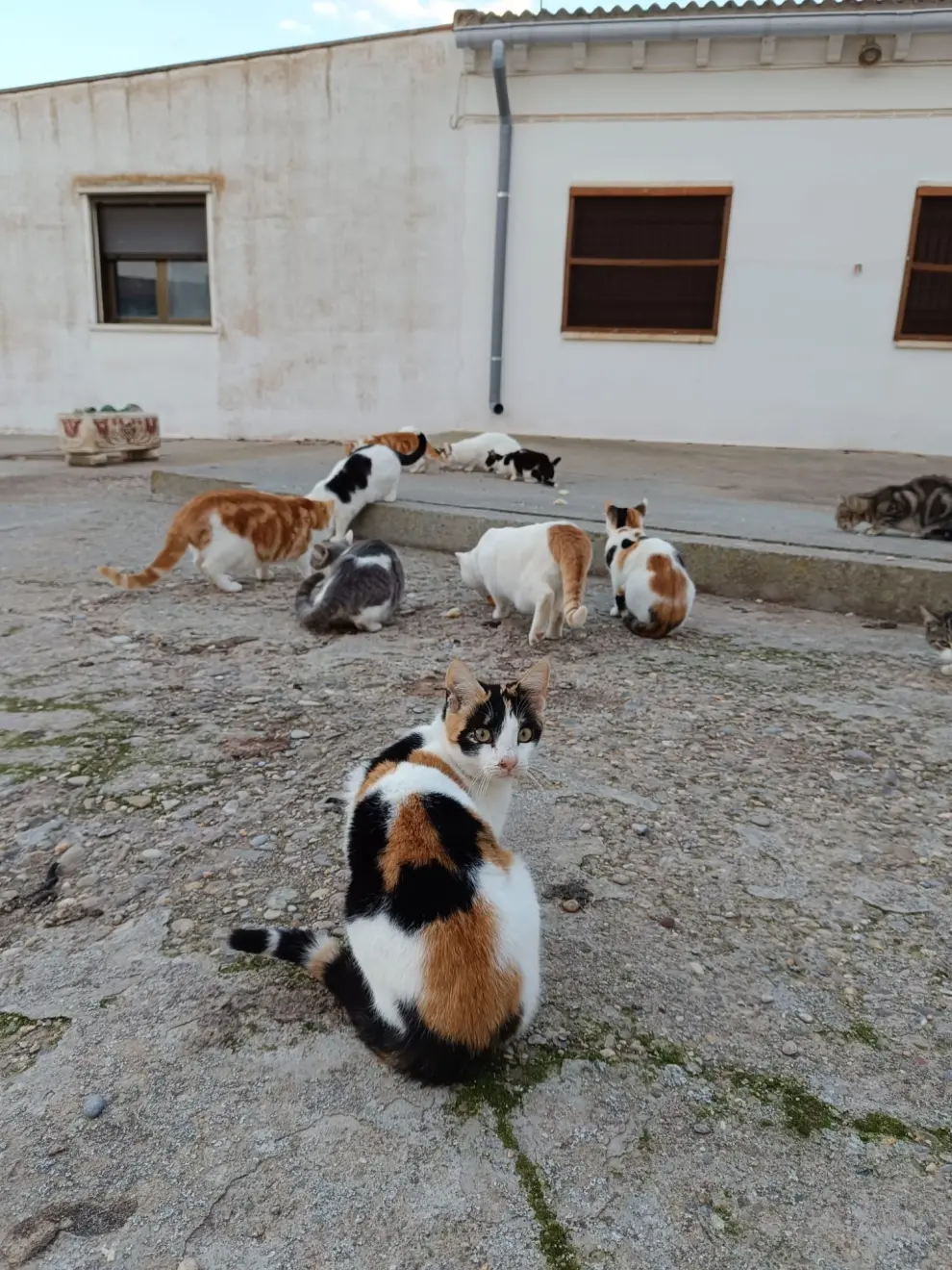 Gatos encontrados en la casa de un jubilado en Torres de Berrellén (Zaragoza).