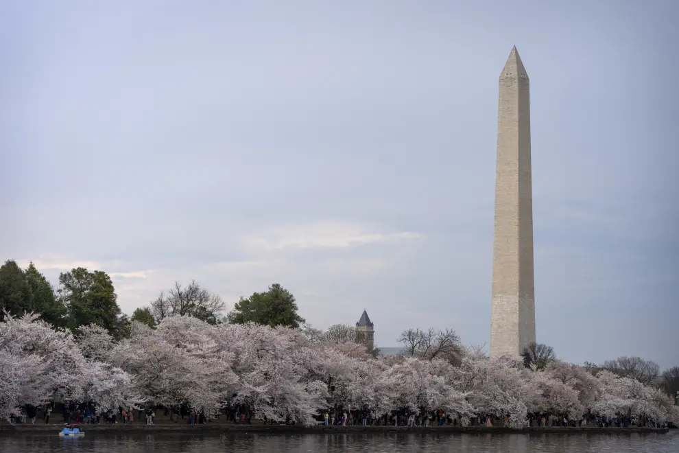 The Washington Monument rises above blooming cherry trees at the Tidal Basin, Saturday, March 30, 2024, in Washington. Although past their peak, the cherry trees in Washington's Tidal Basin region have been in bloom for an unusually long time this year. (AP Photo/Mark Schiefelbein)
