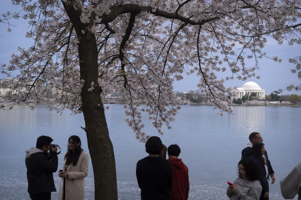 Visitors sit beneath a blooming cherry tree at the Tidal Basin, Saturday, March 30, 2024, in Washington. Although past their peak, the cherry trees in Washington's Tidal Basin region have been in bloom for an unusually long time this year. (AP Photo/Mark Schiefelbein)