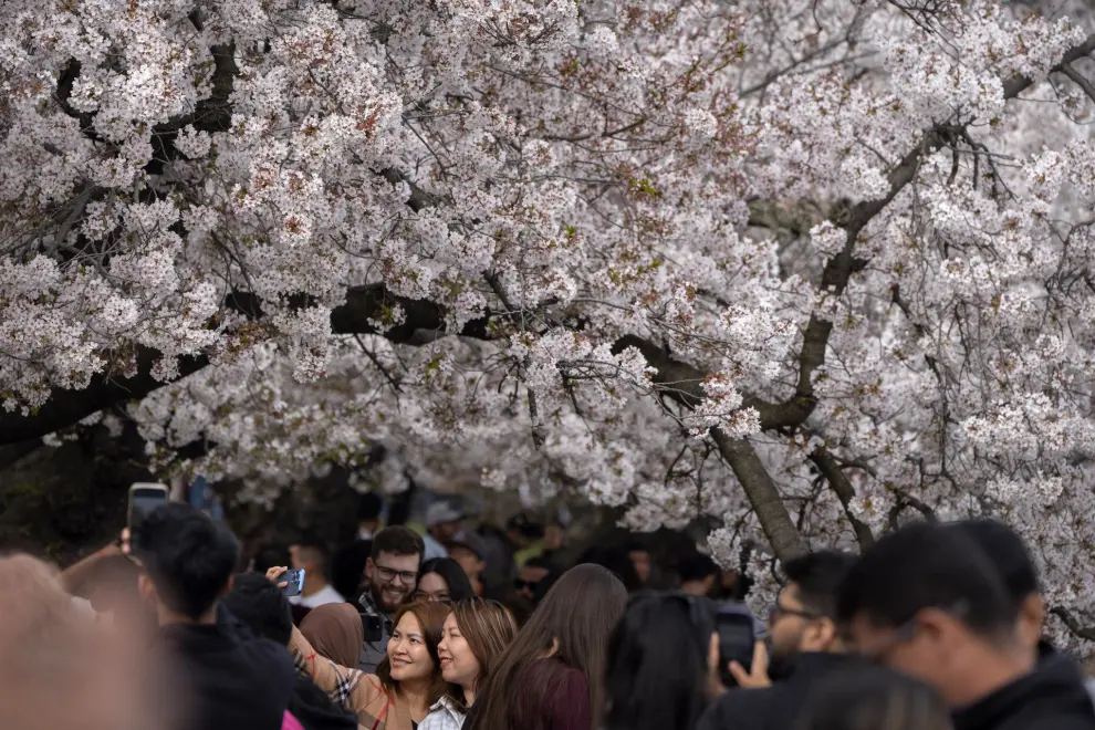 Visitors pose for a selfie near blooming cherry trees at the Tidal Basin, Saturday, March 30, 2024, in Washington. Although past their peak, the cherry trees in Washington's Tidal Basin region have been in bloom for an unusually long time this year. (AP Photo/Mark Schiefelbein)