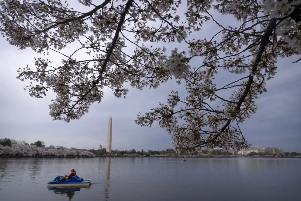 Visitors pedal a boat near blooming cherry trees at the Tidal Basin, Saturday, March 30, 2024, in Washington. Although past their peak, the cherry trees in Washington's Tidal Basin region have been in bloom for an unusually long time this year. (AP Photo/Mark Schiefelbein)