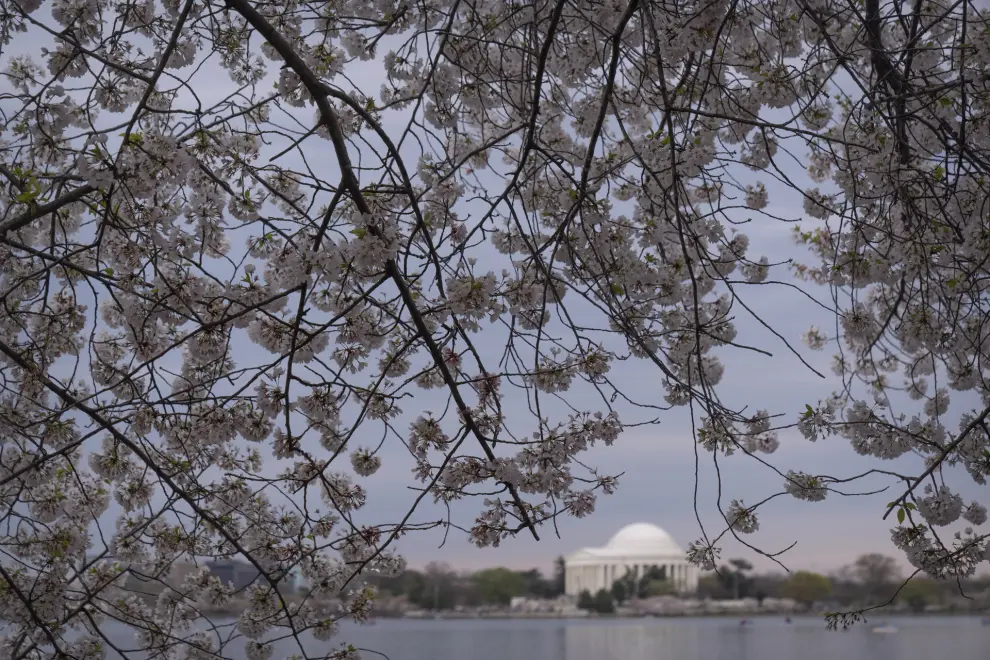 The Jefferson Memorial is seen in the distance past blooming cherry trees at the Tidal Basin, Saturday, March 30, 2024, in Washington. Although past their peak, the cherry trees in Washington's Tidal Basin region have been in bloom for an unusually long time this year. (AP Photo/Mark Schiefelbein)
