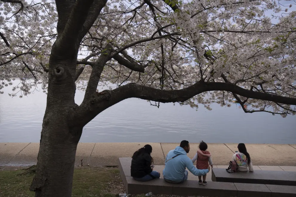 Visitors sit beneath a blooming cherry tree at the Tidal Basin, Saturday, March 30, 2024, in Washington. Although past their peak, the cherry trees in Washington's Tidal Basin region have been in bloom for an unusually long time this year. (AP Photo/Mark Schiefelbein)