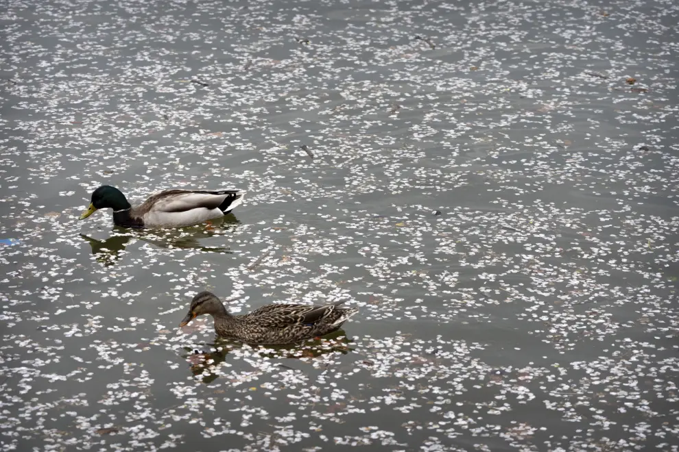 Ducks paddle among fallen blossoms in the Tidal Basin, Saturday, March 30, 2024, in Washington. Although past their peak, the cherry trees in Washington's Tidal Basin region have been in bloom for an unusually long time this year. (AP Photo/Mark Schiefelbein)
