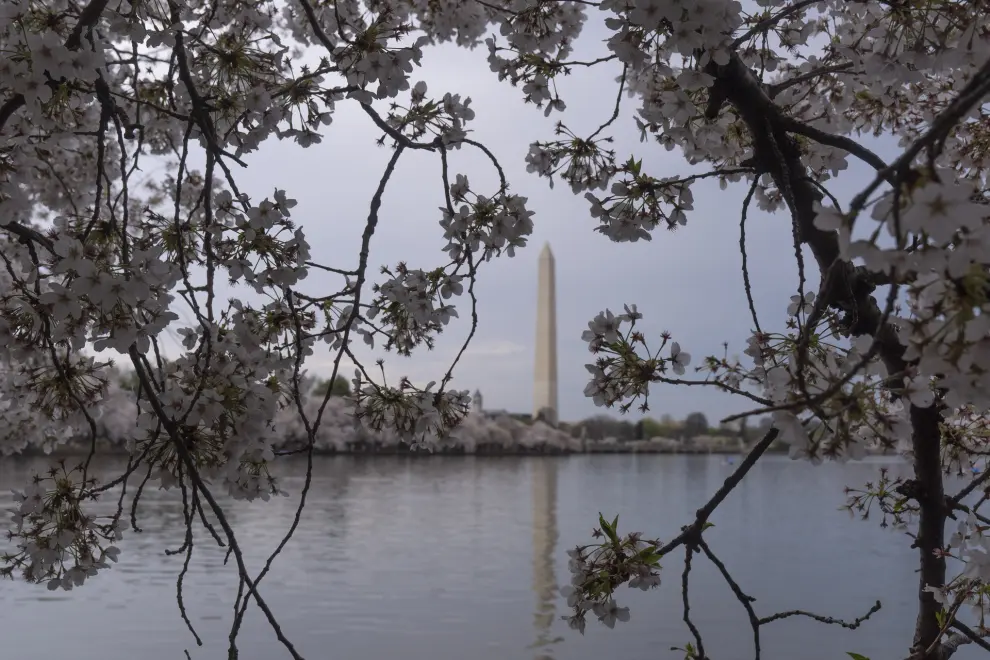 The Washington Monument is seen in the distance past blooming cherry trees at the Tidal Basin, Saturday, March 30, 2024, in Washington. Although past their peak, the cherry trees in Washington's Tidal Basin region have been in bloom for an unusually long time this year. (AP Photo/Mark Schiefelbein)