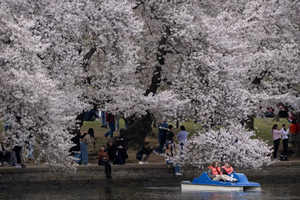 Visitors pedal a boat near blooming cherry trees at the Tidal Basin, Saturday, March 30, 2024, in Washington. Although past their peak, the cherry trees in Washington's Tidal Basin region have been in bloom for an unusually long time this year. (AP Photo/Mark Schiefelbein)