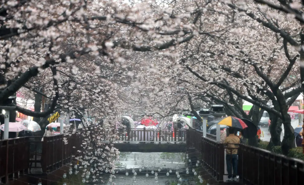 Floración de cerezos en Changwon (Seúl). SOUTH KOREA NATURE