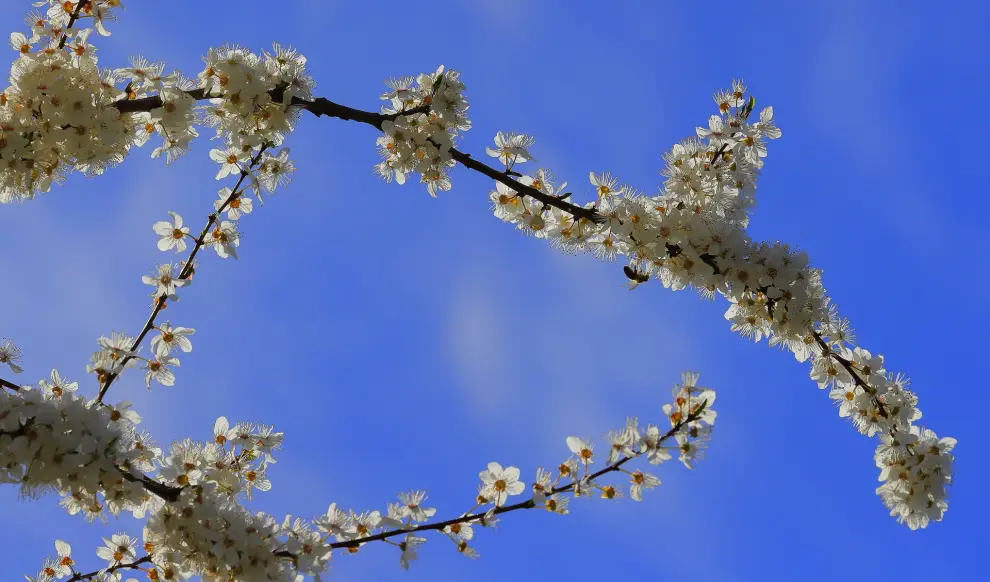 Bucharest (Romania), 30/03/2024.- A bee pollinates the flowers of a white cherry blossom tree in the village of Vadul Anei, on a day when the air temperature reached 27 degrees Celsius, near Bucharest, Romania, 30 March 2024. (Rumanía, Bucarest) EFE/EPA/ROBERT GHEMENT
