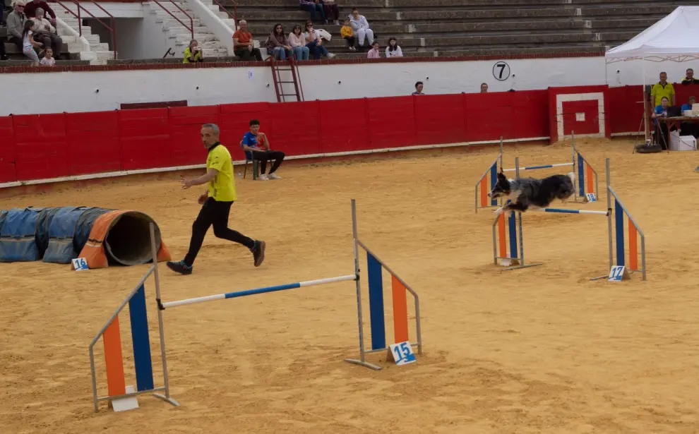 Prueba del Campeonato Nacional de Agility en la plaza de Toros de Utrillas (Teruel).