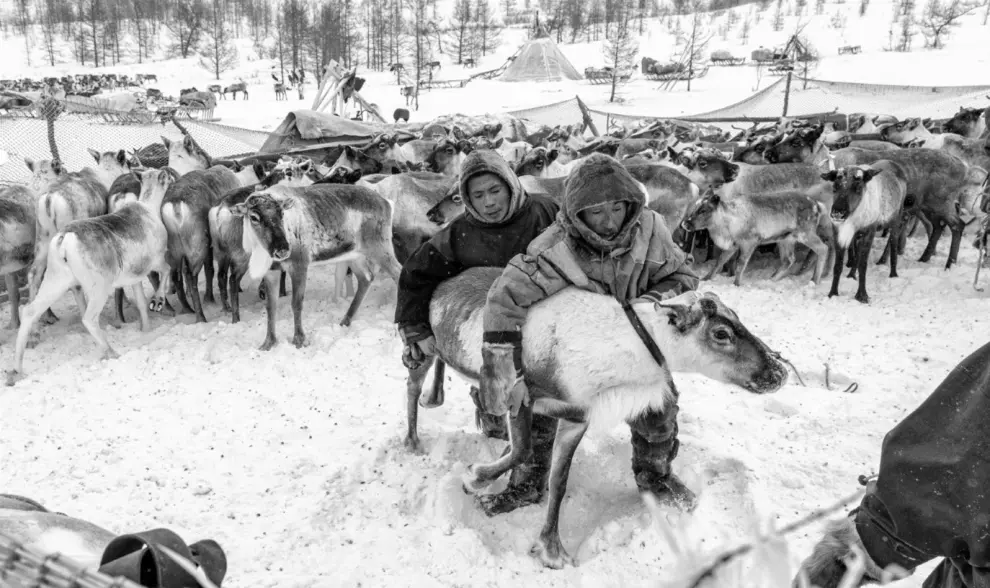 Una profunda comprensión del entorno natural y del comportamiento de las manadas de renos rige la vida del pueblo nenets.