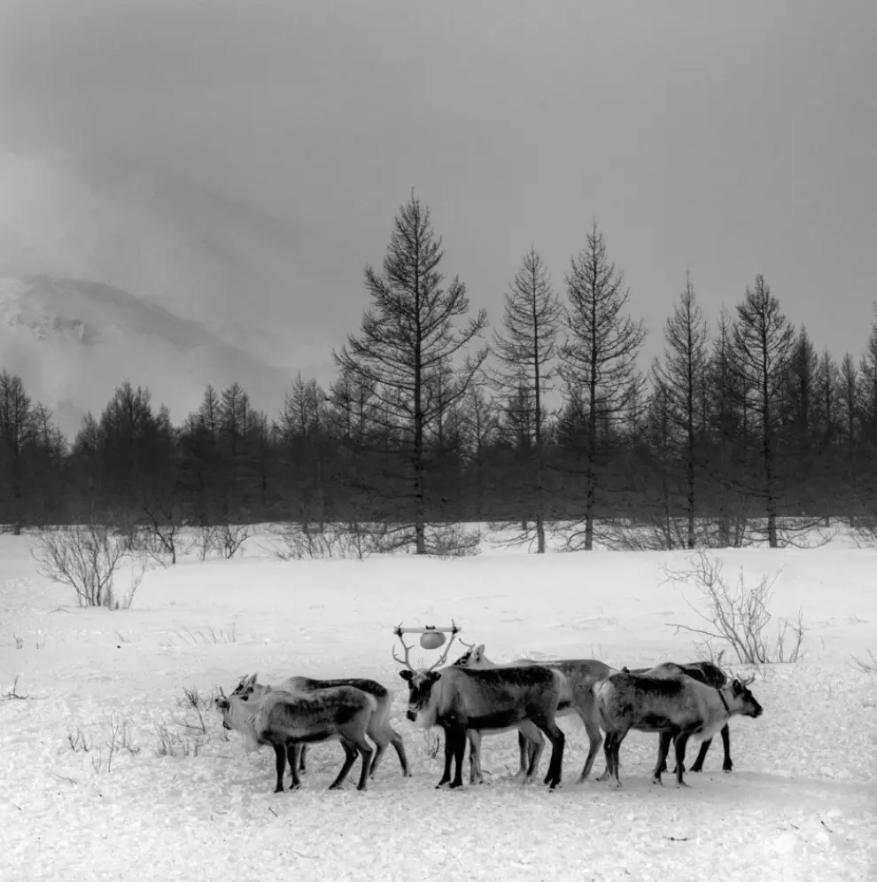 Una profunda comprensión del entorno natural y del comportamiento de las manadas de renos rige la vida del pueblo nenets.