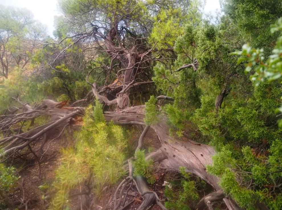 La presencia de madera muerta en el pinar de la Buchancalera, arboleda singular de Aragón situada en Alcañiz, ofrece microhábitats a infinidad de especies.