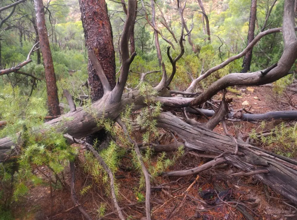 La presencia de madera muerta en el pinar de la Buchancalera, arboleda singular de Aragón situada en Alcañiz, ofrece microhábitats a infinidad de especies.