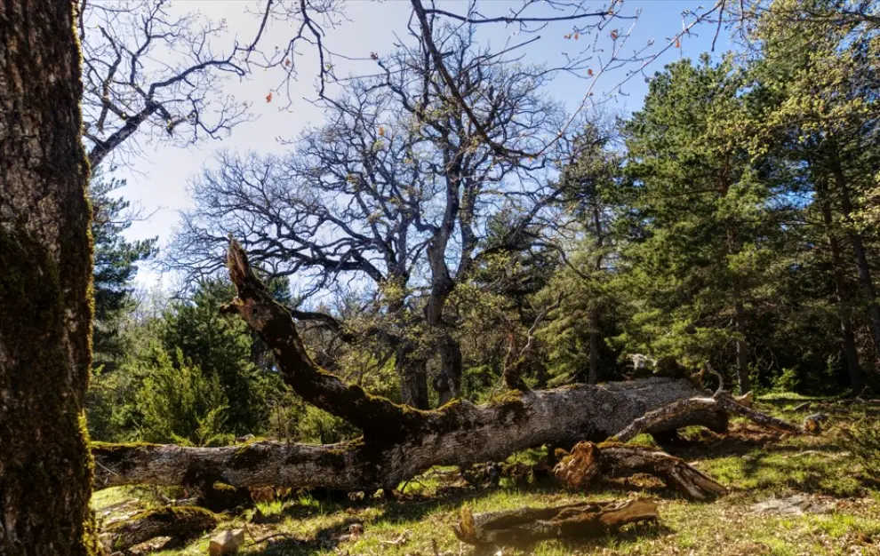 Rodal maduro de quejigo (Quercus humilis) en la solana de Burgasé, en Sobrarbe.