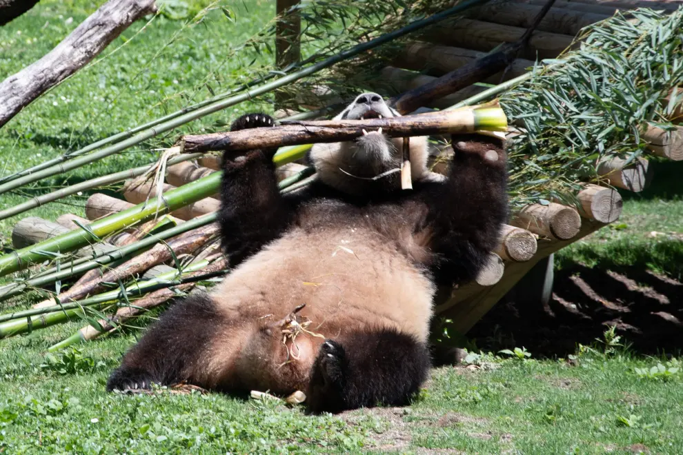 El macho Jin Xi (1-9-2020) y la hembra Zhu Yu (25-10-2020) podrán ser visitados por el público en el Zoo Aquarium de Madrid desde este jueves.