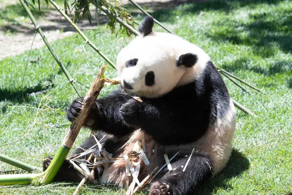 Se trata del macho Jin Xi (1-9-2020) y la hembra Zhu Yu (25-10-2020), que podrán ser visitados por el público en el Zoo Aquarium de Madrid desde este jueves.