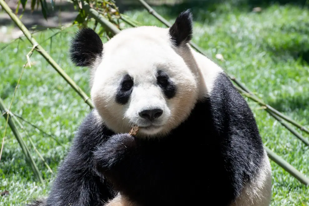 Se trata del macho Jin Xi (1-9-2020) y la hembra Zhu Yu (25-10-2020), que podrán ser visitados por el público en el Zoo Aquarium de Madrid desde este jueves.