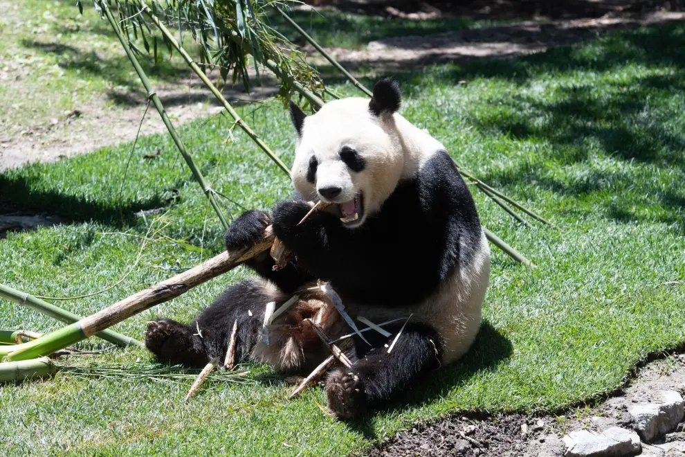 Se trata del macho Jin Xi (1-9-2020) y la hembra Zhu Yu (25-10-2020), que podrán ser visitados por el público en el Zoo Aquarium de Madrid desde este jueves.