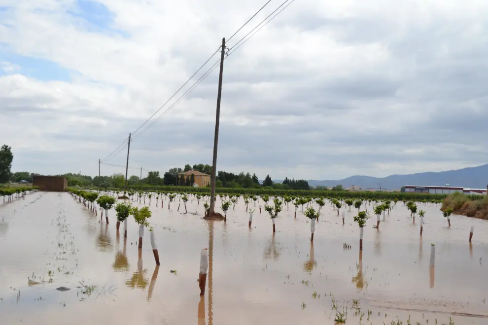 Tormentas en Ricla: Finca de frutales jóvenes entre las localidades de La Almunia y Ricla