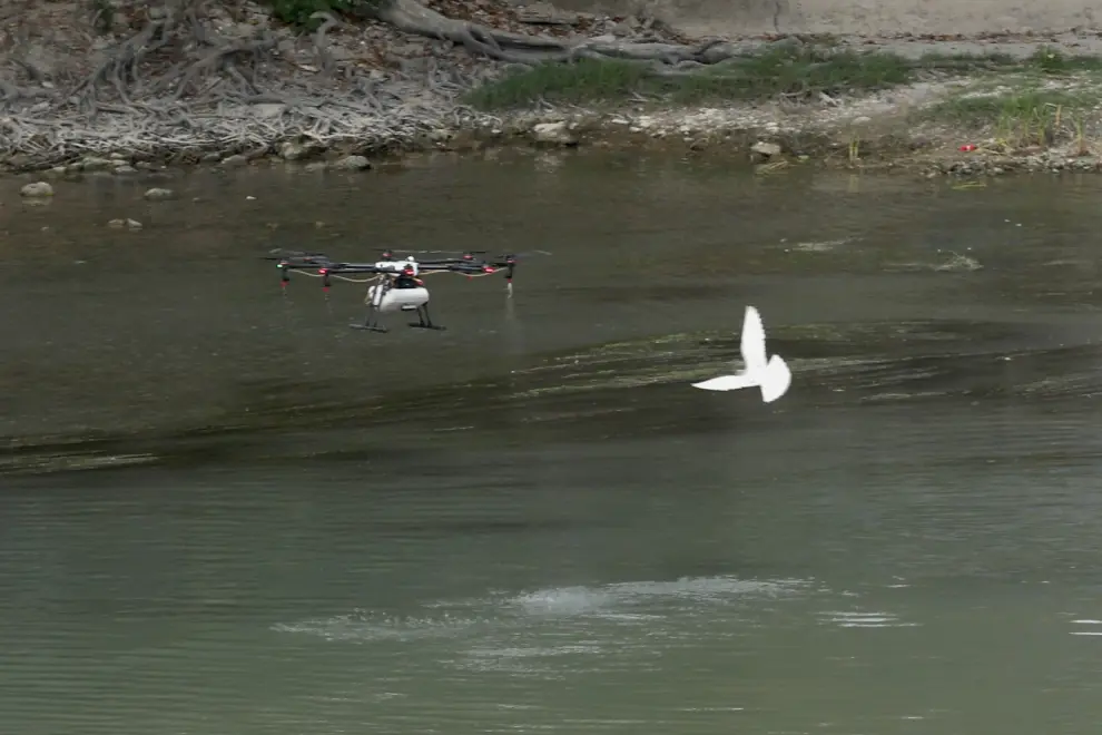 Tratamiento con drones contra la mosca negra en el Ebro.