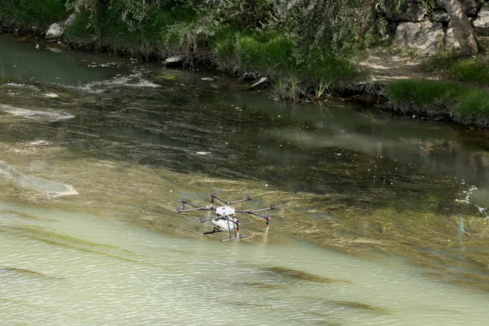 Tratamiento con drones contra la mosca negra en el Ebro.