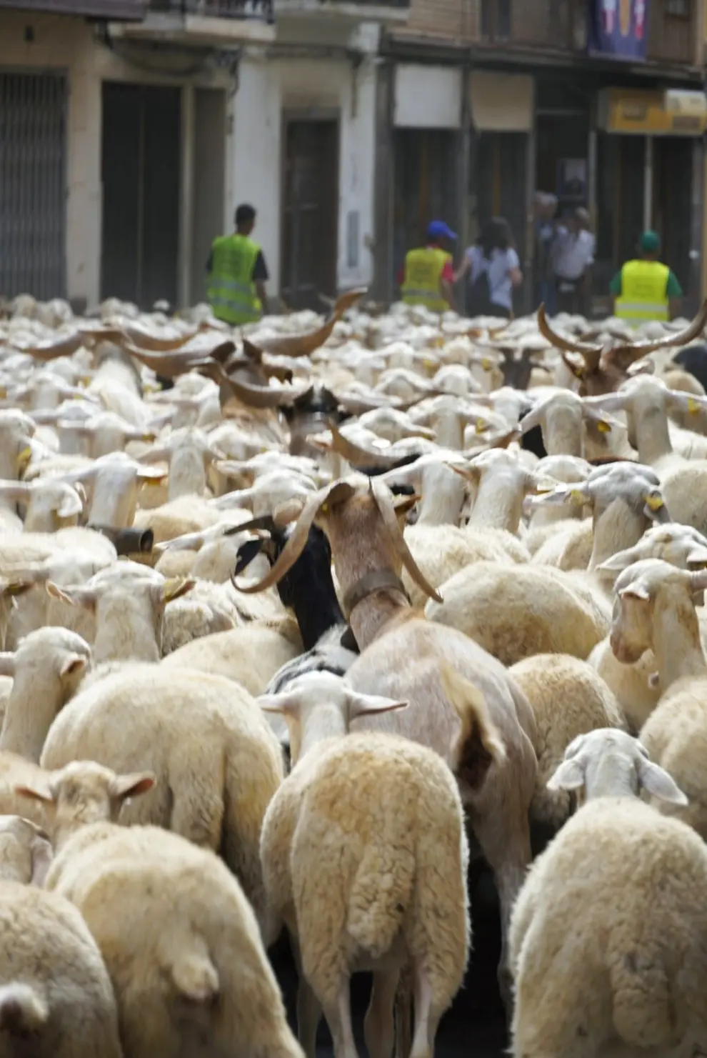 Trashumancia de ovejas en la recreación del Compromiso de Caspe