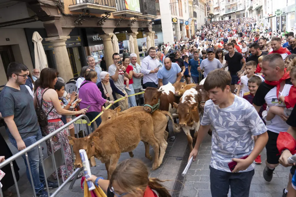 Fiestas del Ángel de Teruel 2024: encierro infantil con bueyes mansos