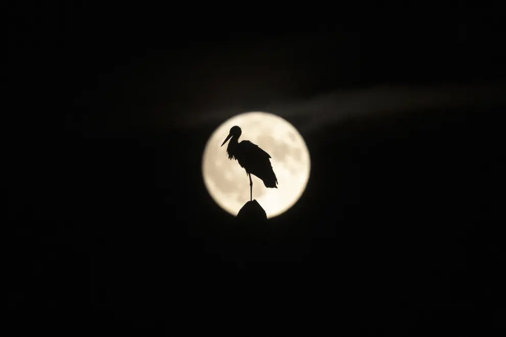 LUGO, 20/07/2024.- La silueta de una cigüeña se dibuja en la luna llena vista hoy sábado desde la capital gallega de Lugo, conocida como la ´Luna de ciervo´. EFE / Eliseo Trigo.
