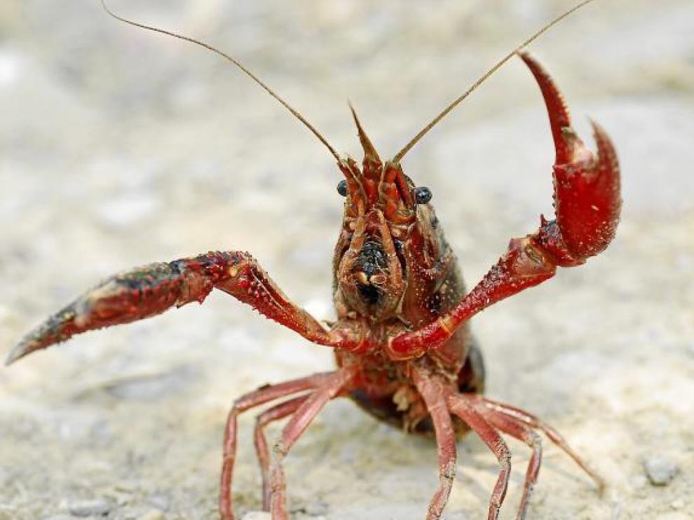 El cangrejo rojo es una especie invasora y voraz que ha traído la enfermedad de la afanomicosis.