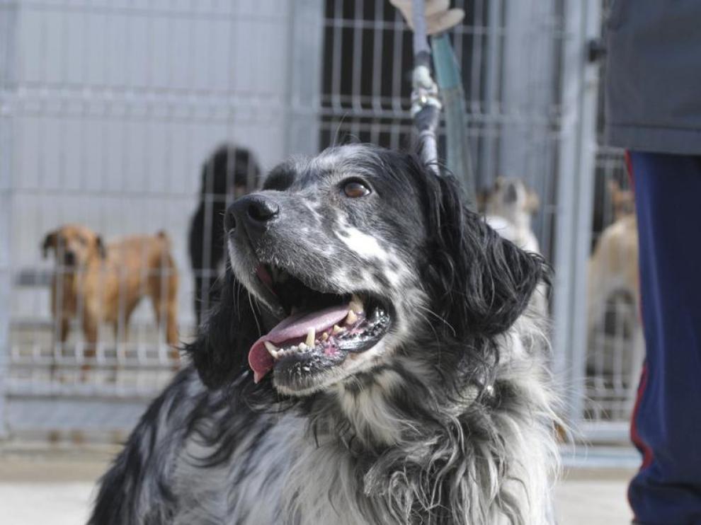 Un perro en la perrera municipal de Huesca