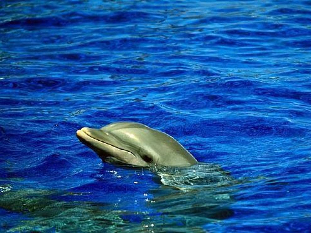 Un ejemplar de delfín