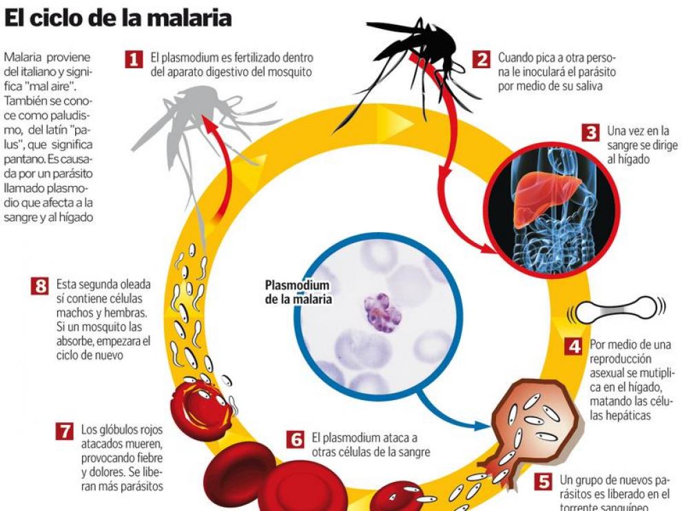 Gráfico que muestra el ciclo de la malaria