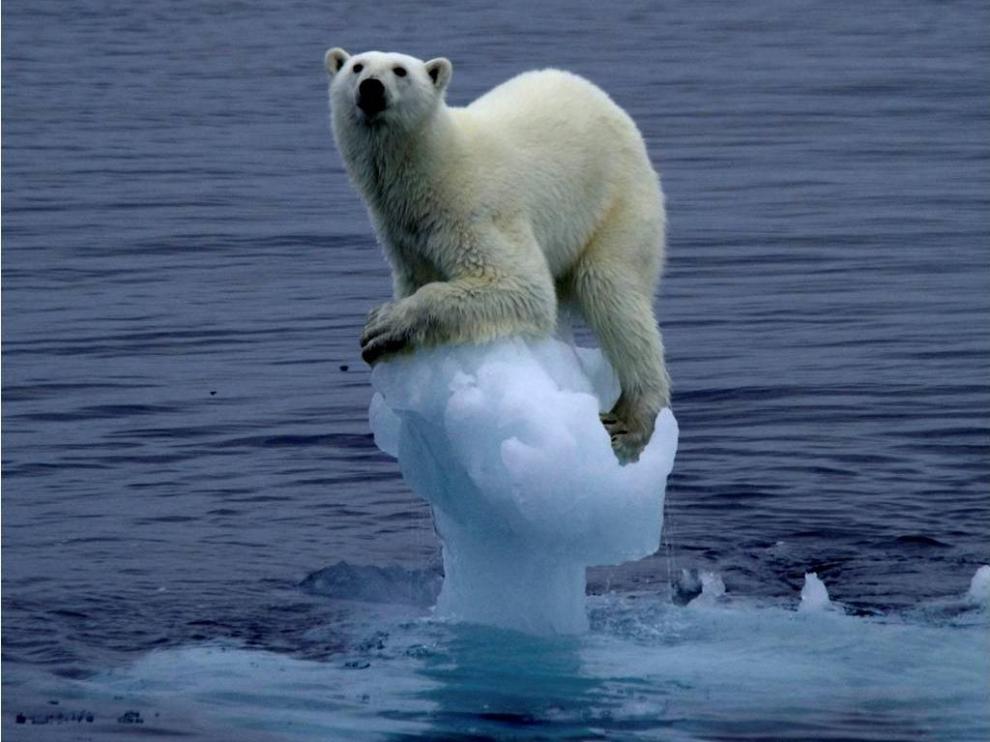El oso polar se ve afectado por el cambio climático y el deshielo de los polos, su hábitat natural