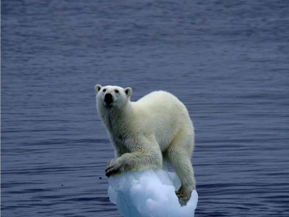 El oso polar se ve afectado por el cambio climático y el deshielo de los polos, su hábitat natural