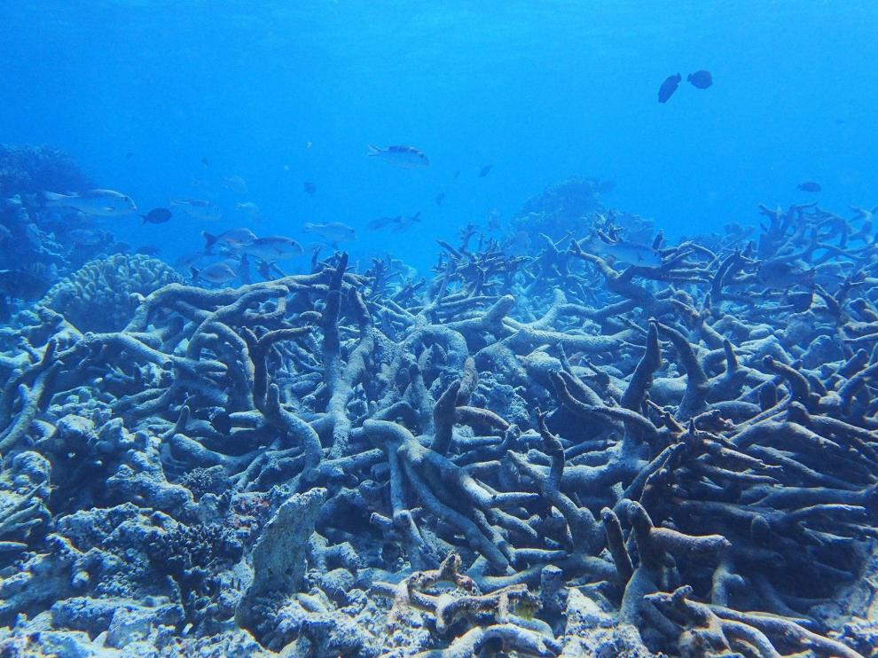 La Gran Barrera del Coral.