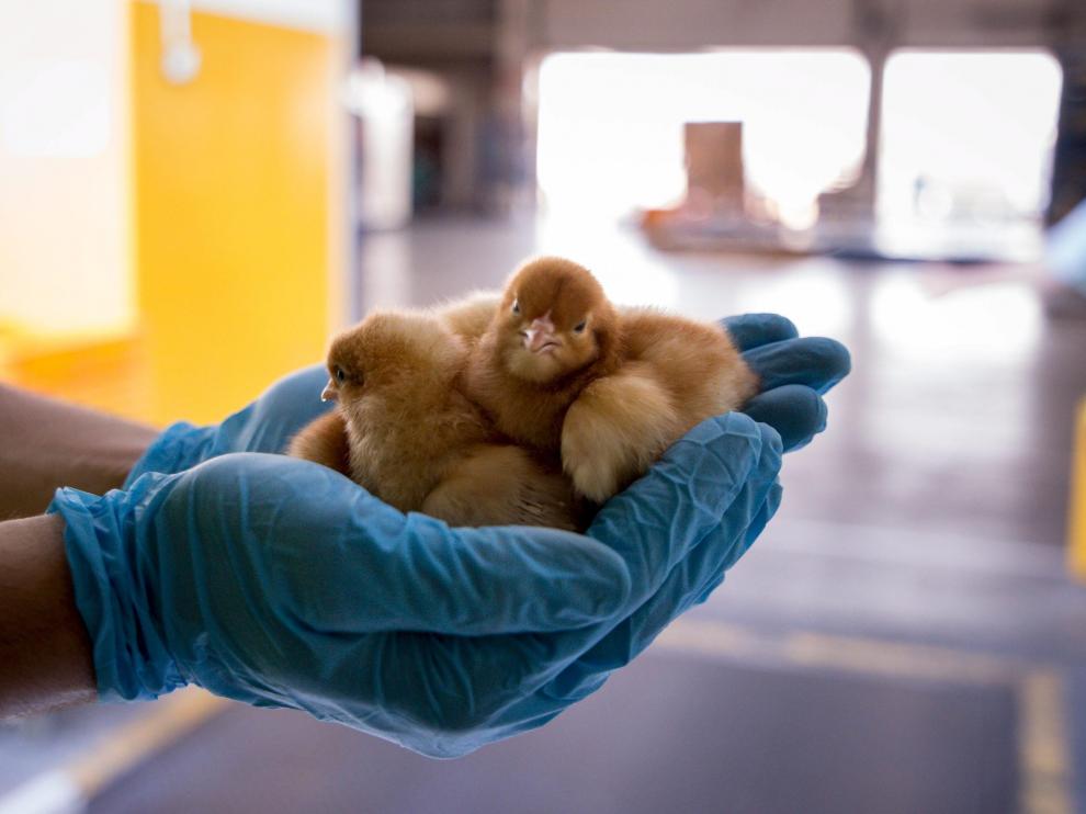 Gallinas que emprenden vuelo con un día de vida. Hasta 130.000 polluelos viajaron ayer en la bodega de un Boeing 777 de Korean Air, el cuarto que se fletaba este verano desde el aeropuerto de Zaragoza con destino al de Incheon. En todo momento estuvieron refrigerados para garantizar su supervivencia.