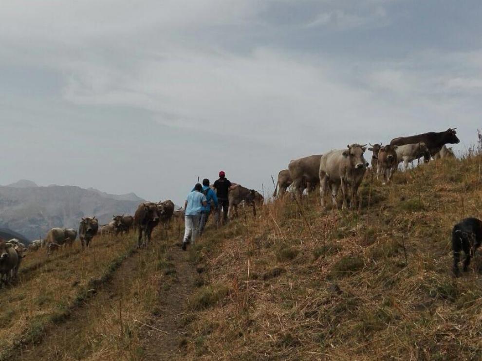 El Valle de Benasque revive el traslado de ganado en busca de nuevos pastos