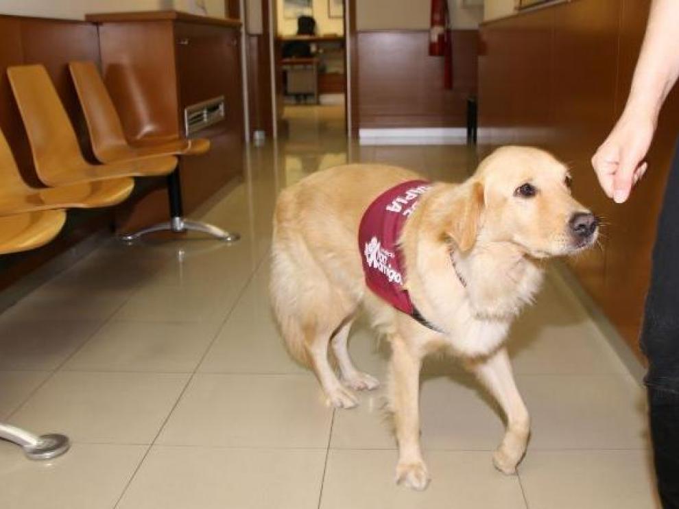 Bob, el perro que ayuda a las víctimas de violencia de género en Tarragona.
