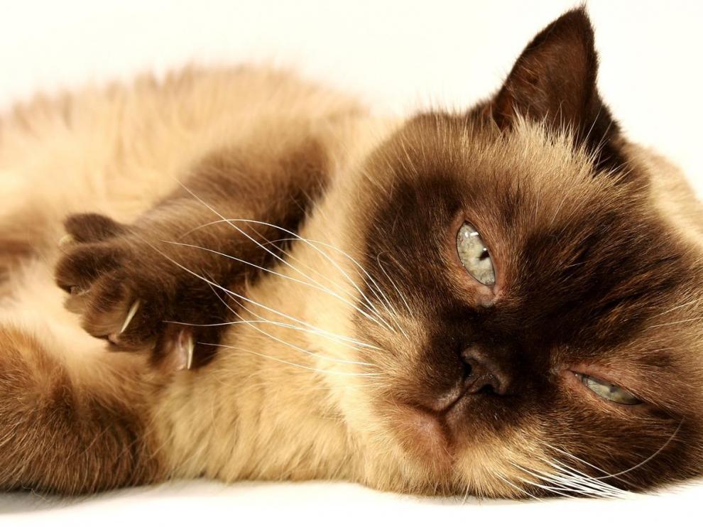Los gatos han sido protagonistas, en muchas ocasiones, por su especial carácter.