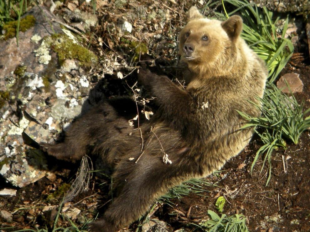 El oso pardo es una especie protegida desde 1971.