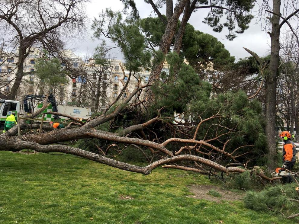 El niño murió tras caerle un árbol en el parque de El Retiro.