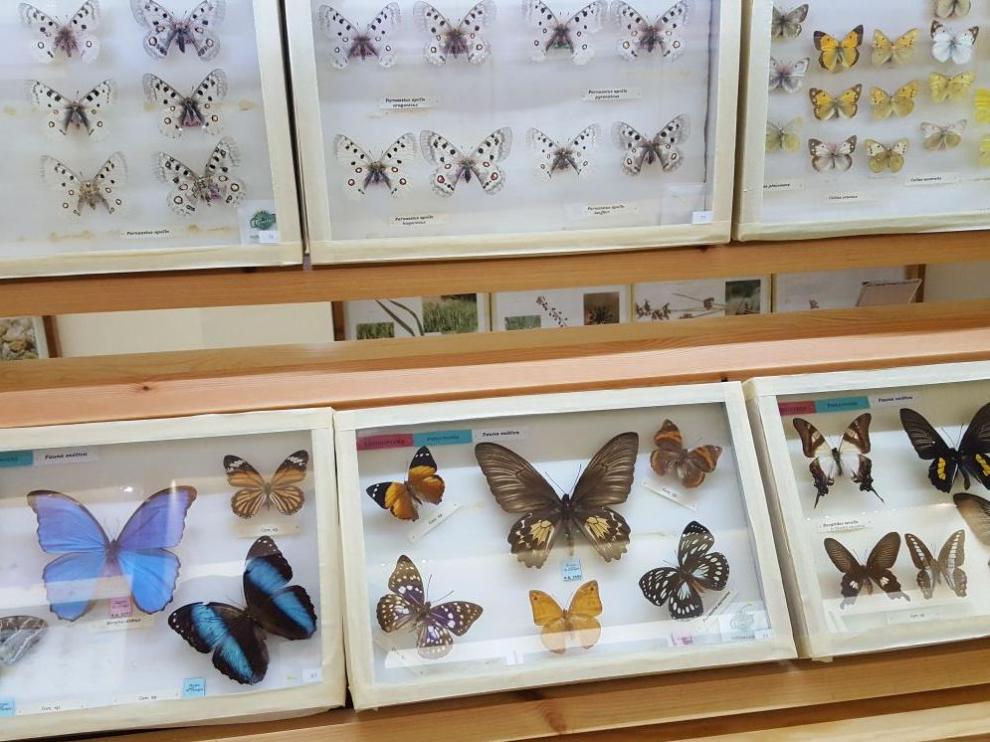 Vitrinas con ejemplares de mariposas en la Casa de las Mariposas de Griegos.
