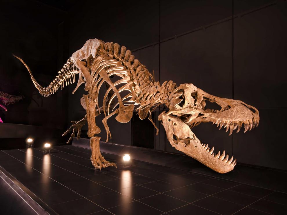 Esqueleto de un 'Tyrannosaurus rex'.