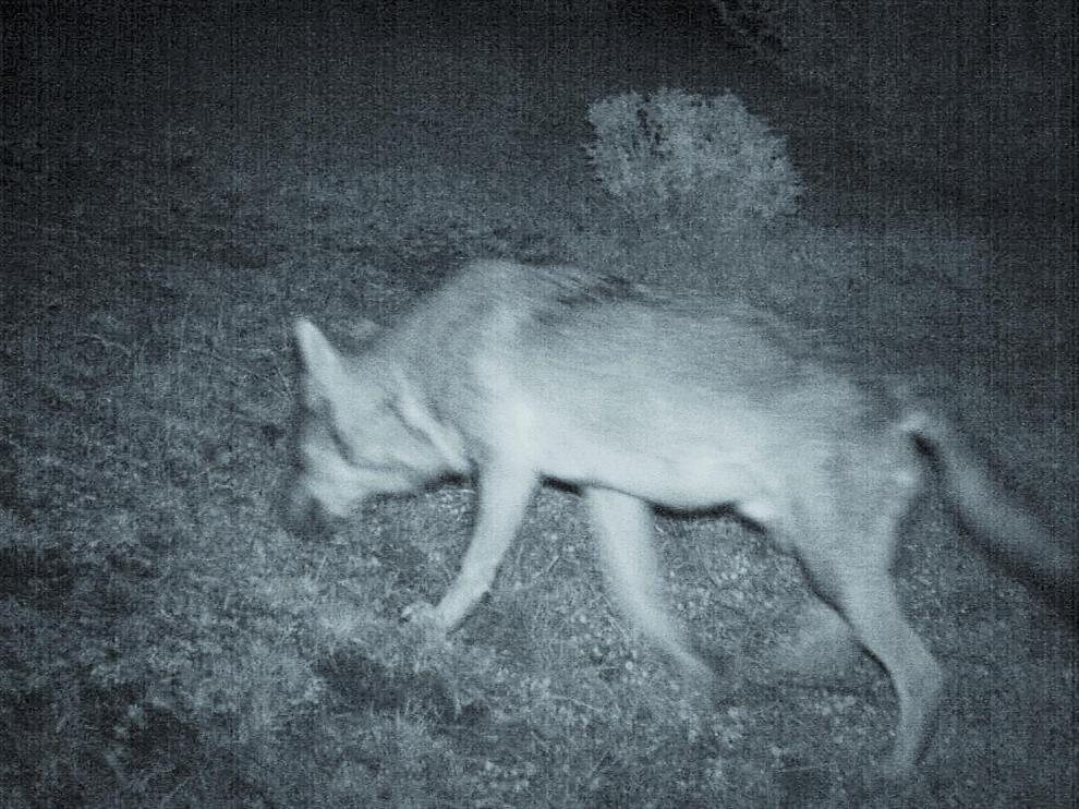Una imagen del lobo localizado en la Ribagorza