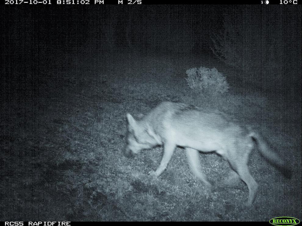Una imagen del lobo localizado en la Ribagorza